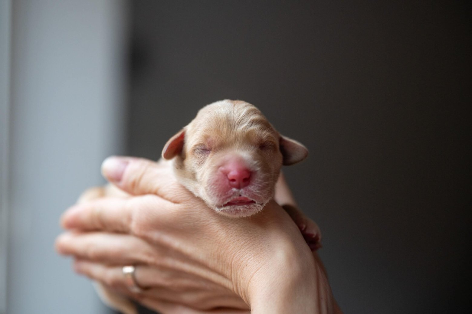 New female owner holding young Labrador puppy lovingly in her arms