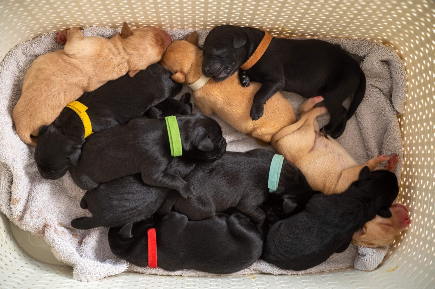 New female owner holding young Labrador puppy lovingly in her arms