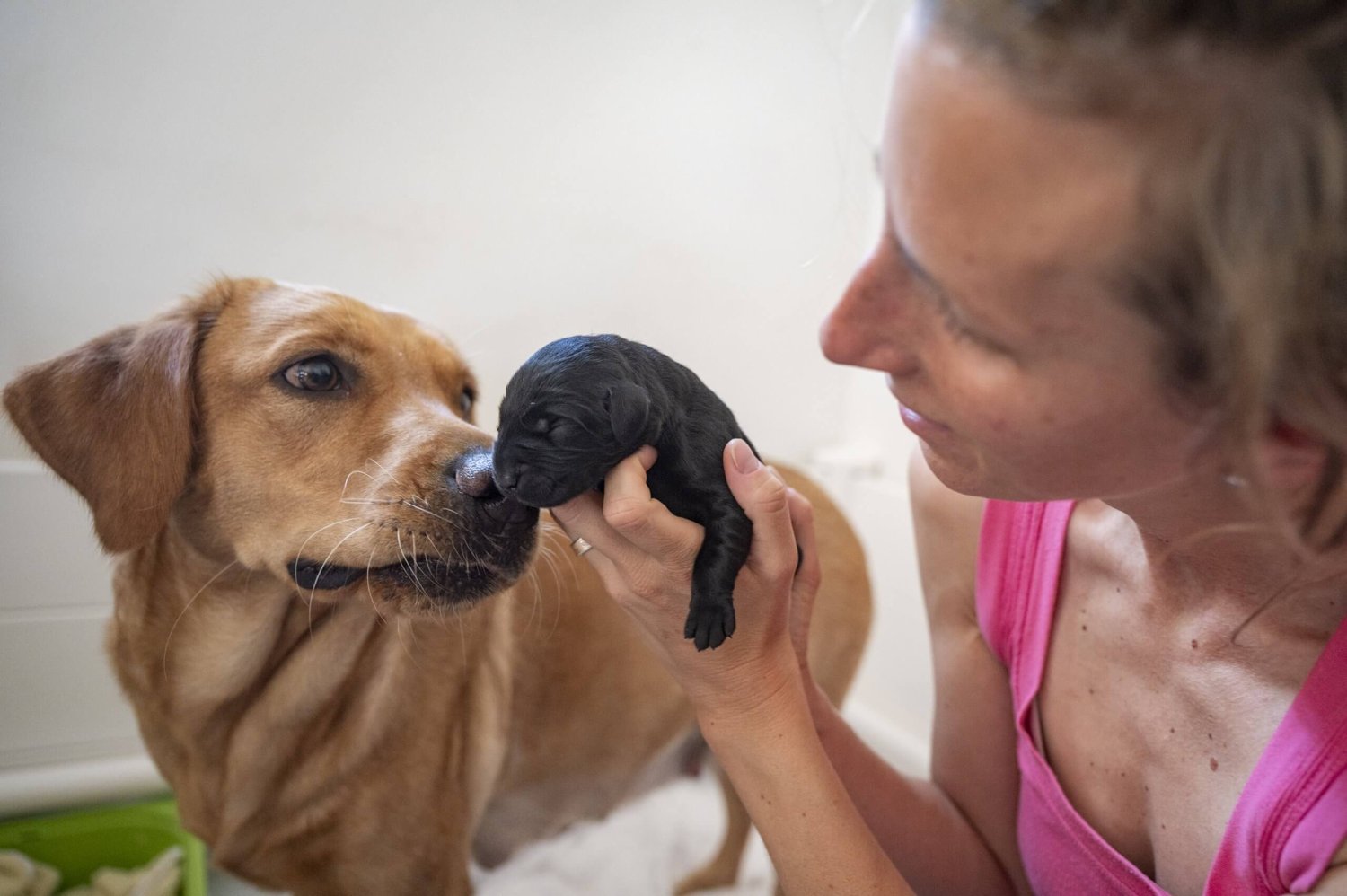 New female owner holding young Labrador puppy lovingly in her arms