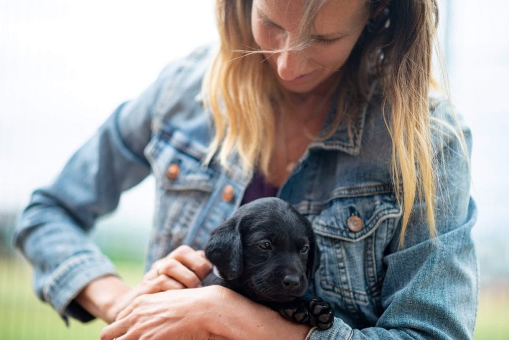 New female owner holding young Labrador puppy lovingly in her arms