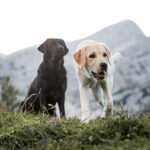 Black and yellow Labrador Retrievers exploring a mountain meadow together