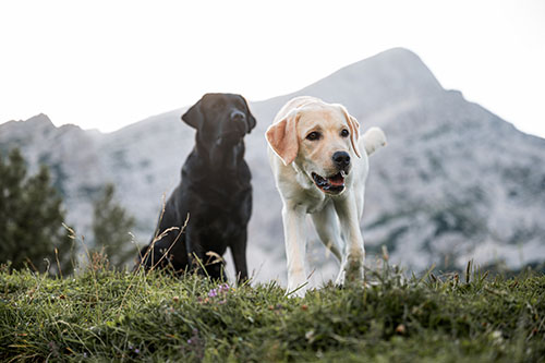 Black and yellow Labrador Retrievers exploring a mountain meadow together