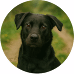 Close-up portrait of a black Labrador Retriever mix with amber eyes, sitting outdoors on a nature trail