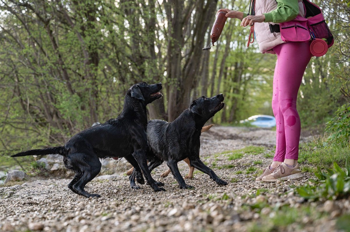 Black Labrador Retriever running with training dummy during outdoor retrieve exercise