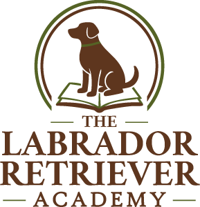 The Labrador Retriever Academy