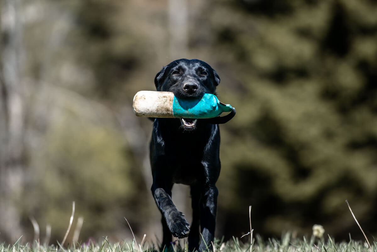 Black Labrador Retriever running with training dummy during outdoor retrieve exercise