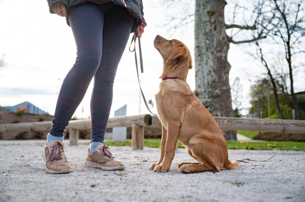 Young Labrador retriever sitting calmly and looking up at the handler, practicing focus and eye contact during leash training.