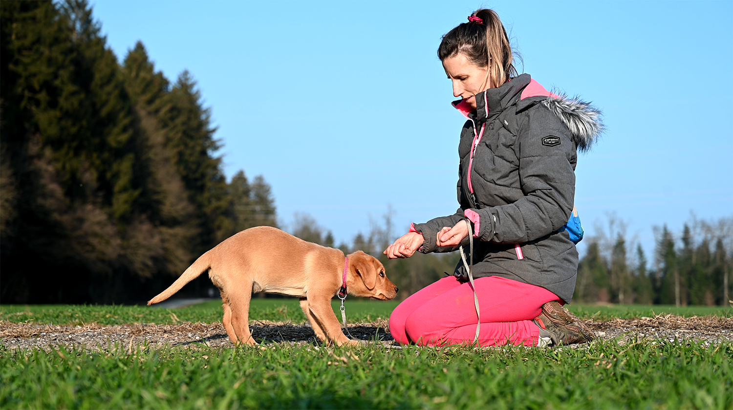 Cartoon-style illustration of a Yellow Labrador sitting on a rug, calmly watching a low hand holding treats, demonstrating the “Wait and Win” impulse control exercise in a cozy living room.