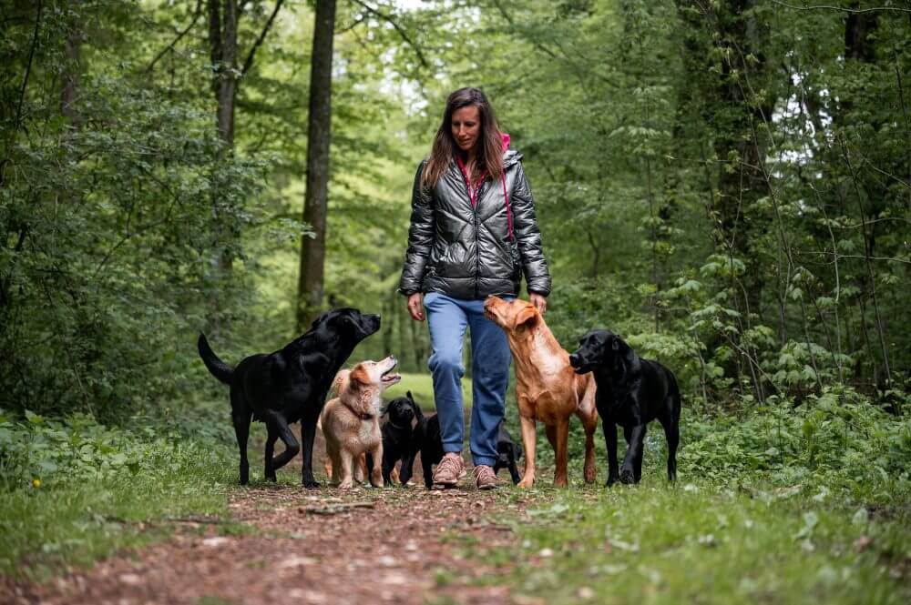 Ziva Rudolf, Labrador trainer, walking in the forest with adult Labradors and puppies