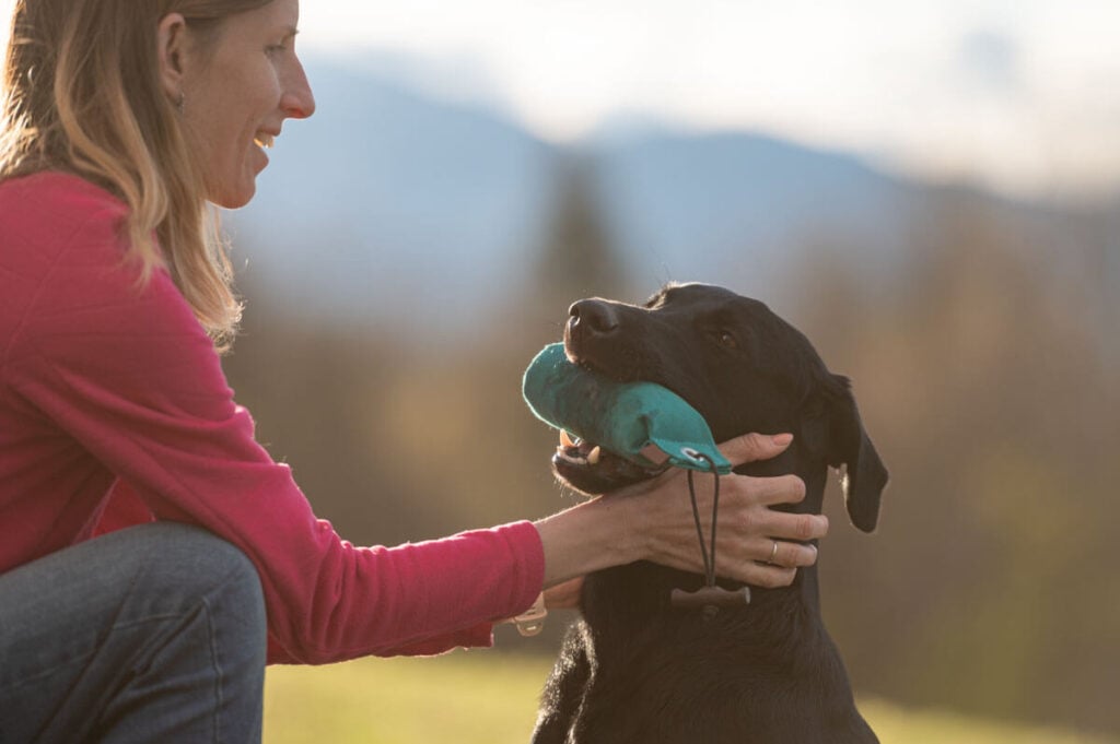Labrador Retriever practicing retrieve training with a dummy during a training session with owner