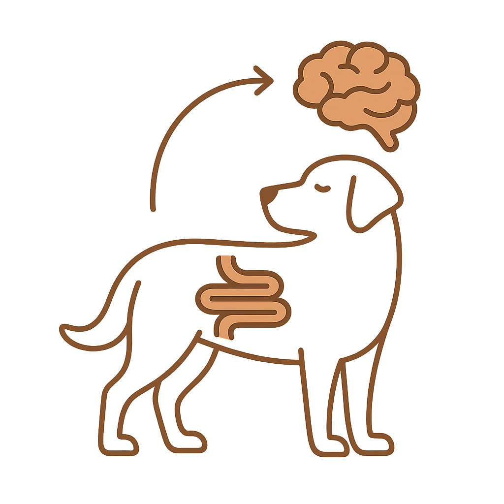 Minimalist illustration of a Labrador showing the gut-brain connection, symbolizing how diet influences a dog’s mood, focus, and overall behavior.