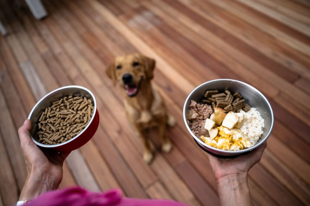 Healthy Labrador diet choice: dry kibble compared to fresh homemade dog food with rice, meat, and vegetables