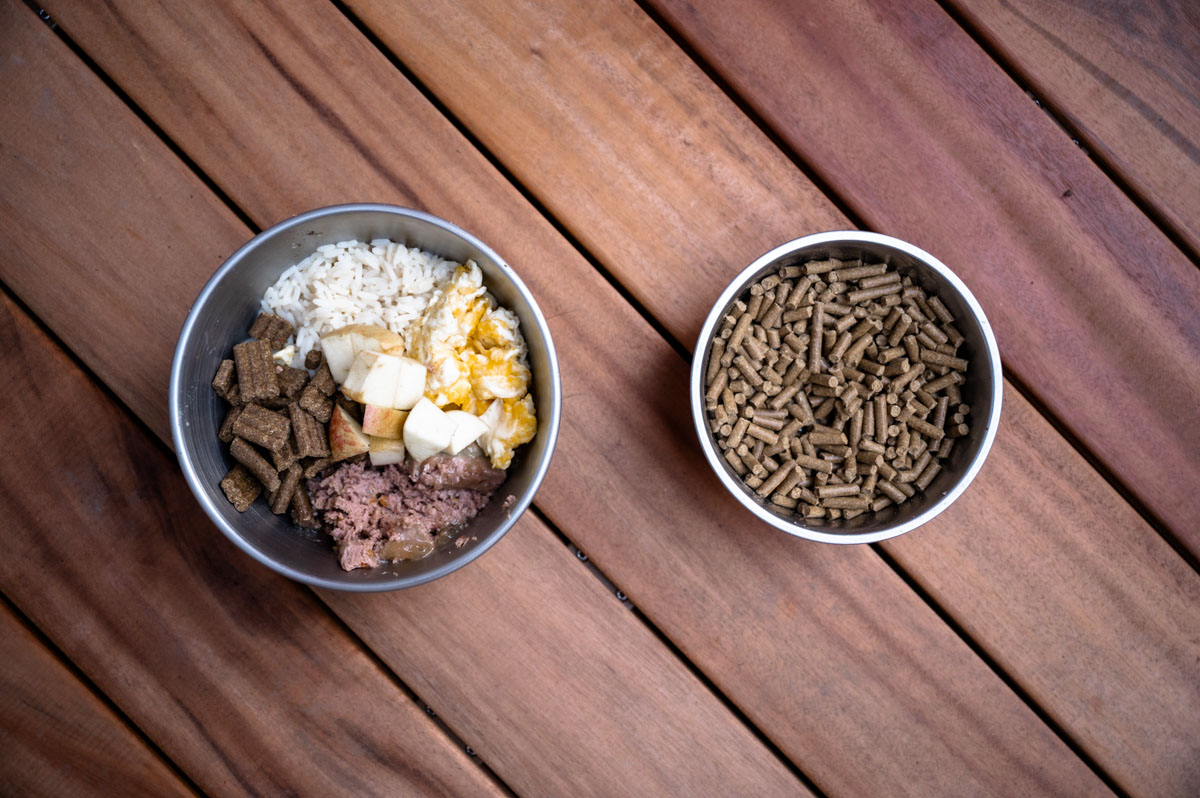 Comparison of dry kibble and balanced homemade dog food for Labrador nutrition