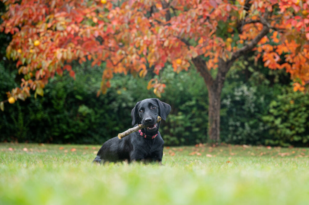 Black Labrador puppy chewing a stick under colorful autumn tree — a calm and natural enrichment activity for dogs.
