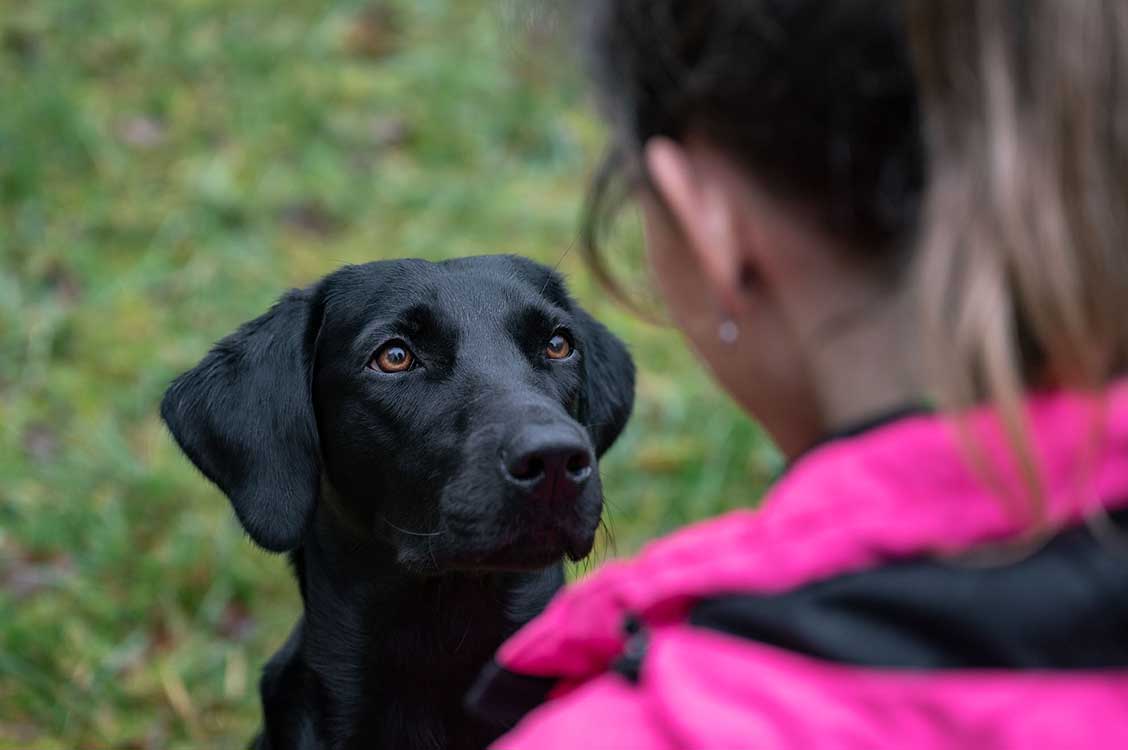 Will You Please JUST Listen!
Focus Challenge For Labrador Retrievers