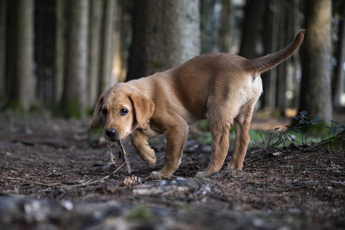 Labrador Puppy Foundations online course