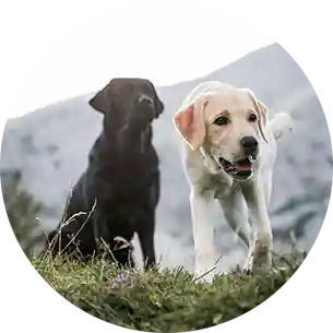 Close-up portrait of a black Labrador Retriever mix with amber eyes, sitting outdoors on a nature trail