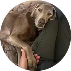 Close-up portrait of a black Labrador Retriever mix with amber eyes, sitting outdoors on a nature trail