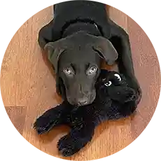 Close-up portrait of a black Labrador Retriever mix with amber eyes, sitting outdoors on a nature trail