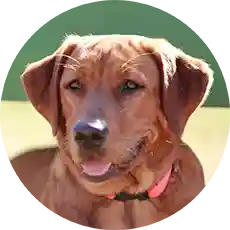 Close-up portrait of a black Labrador Retriever mix with amber eyes, sitting outdoors on a nature trail