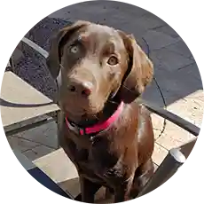 Close-up portrait of a black Labrador Retriever mix with amber eyes, sitting outdoors on a nature trail