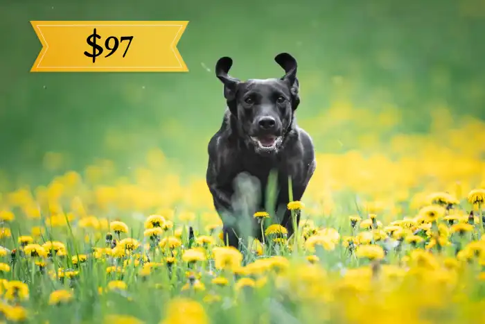 Rocket Recall — Reliable Labrador Recall Training