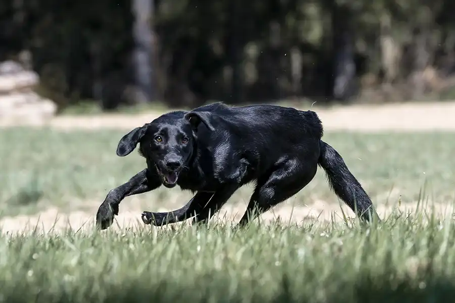 Black Labrador turning quickly during recall training in a grassy field