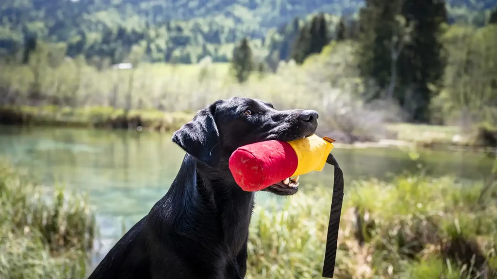 Black Labrador Retriever holding a retrieving dummy near water during training