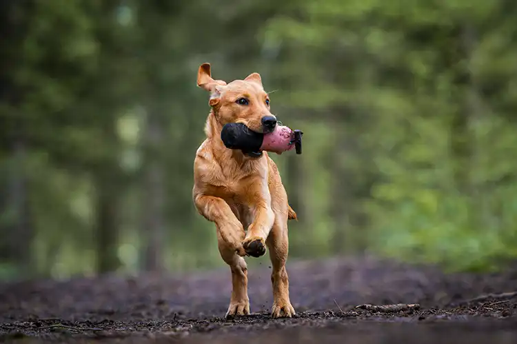 Labrador Retriever carrying a retrieving dummy for a pet Labrador retrieving games course