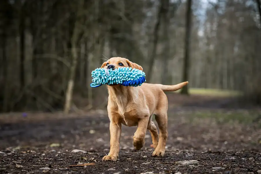labrador retriever focus illustration