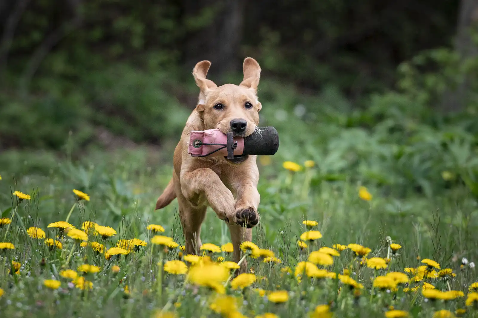 labrador retriever running with retrieving dummy during outdoor training
