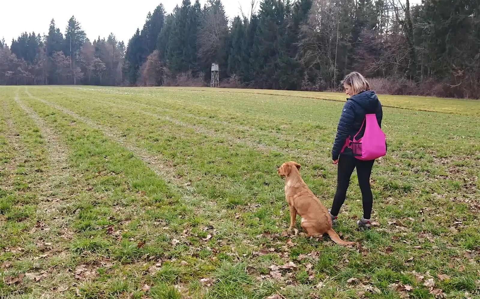 labrador sitting calmly before retrieve during outdoor training