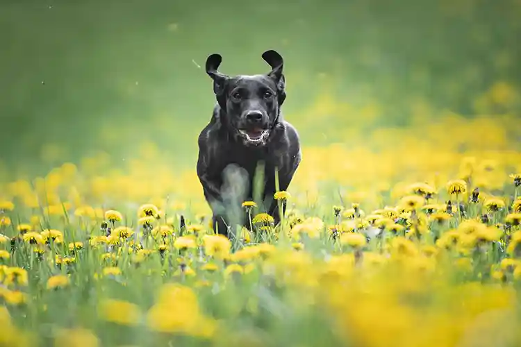 Black Labrador Retriever running toward the camera in a meadow, Rocket Recall for Labrador Retrievers.