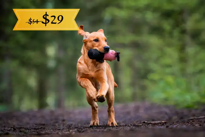 Labrador Retriever carrying a retrieving dummy for a pet Labrador retrieving games course