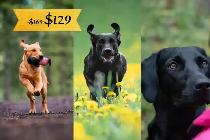 Labrador Puppy Foundations online course
