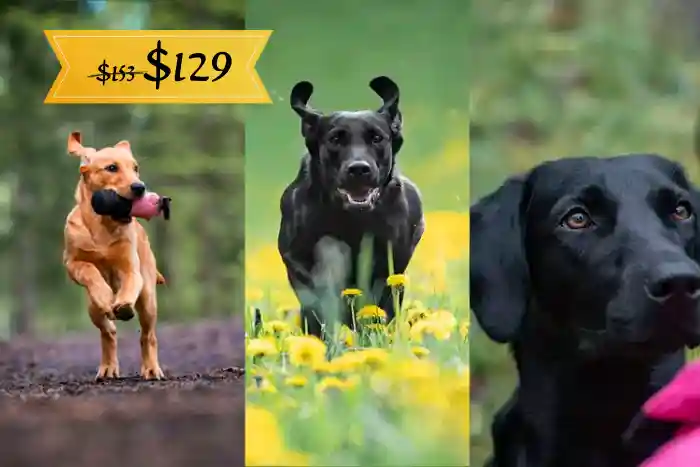 Labrador Puppy Foundations online course