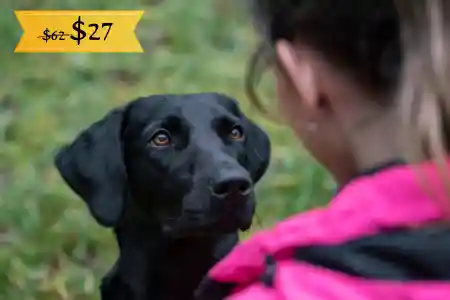 Will You Please JUST Listen!
Focus Challenge For Labrador Retrievers